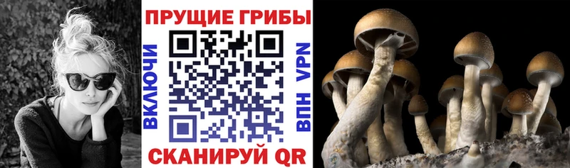 где найти наркотики  Приволжский  Псилоцибиновые грибы Magic Shrooms 